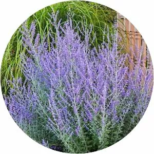 Russian sage