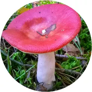 Russula