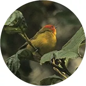 Rust-and-yellow tanager