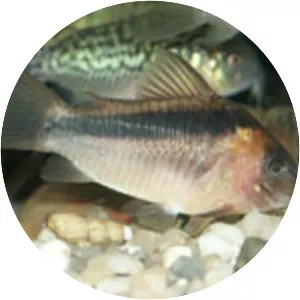 Rust corydoras