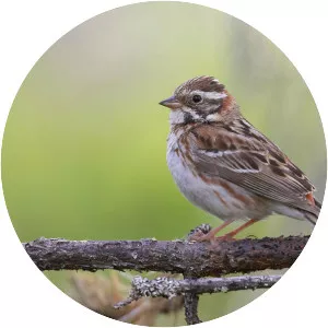 Rustic bunting