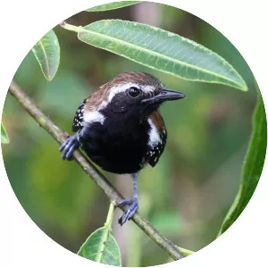 Rusty-backed antwren - Bird