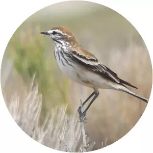 Rusty-backed monjita