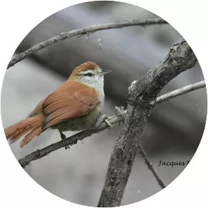 Rusty-backed spinetail