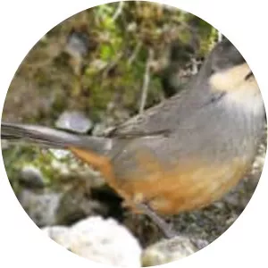 Rusty-bellied brush finch