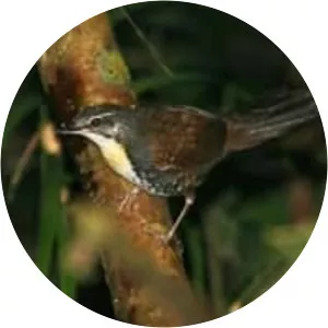 Rusty-belted tapaculo