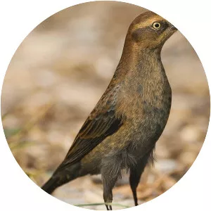 Rusty blackbird