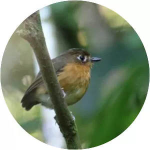 Rusty-breasted antpitta