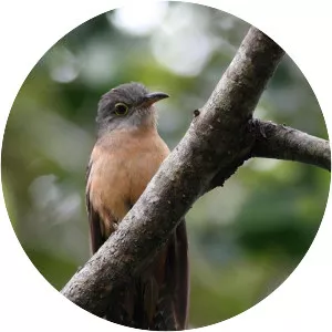 Rusty-breasted cuckoo