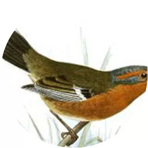 Rusty-browed warbling finch