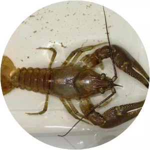 Rusty crayfish