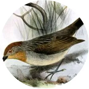 Rusty-crowned babbler - 