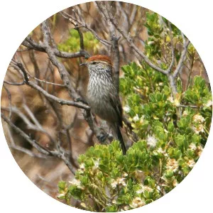 Rusty-crowned tit-spinetail