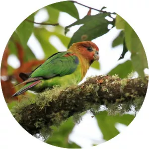 Rusty-faced parrot