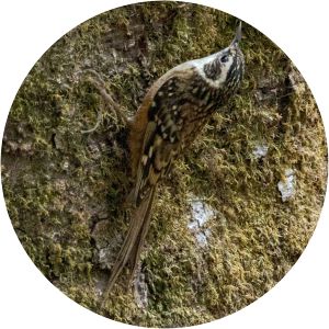 Rusty-flanked treecreeper
