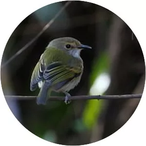 Rusty-fronted tody-flycatcher