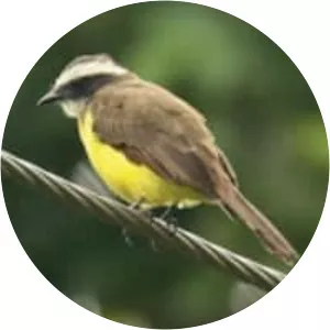 Rusty-margined flycatcher