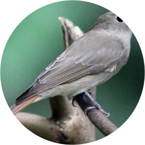 Rusty-tailed flycatcher - Birds