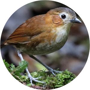 Rusty-tinged antpitta - Birds