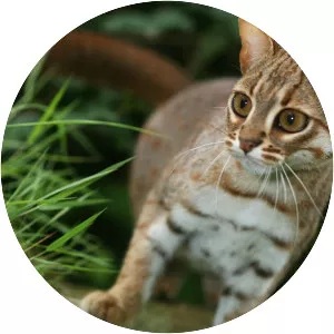 Rustyspotted cat