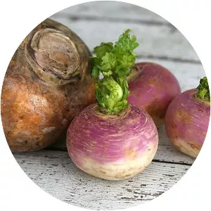 Rutabaga - Root vegetables