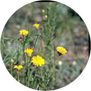 Rutidosis leptorrhynchoides - Plants