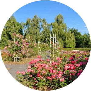 Růžový sad - 