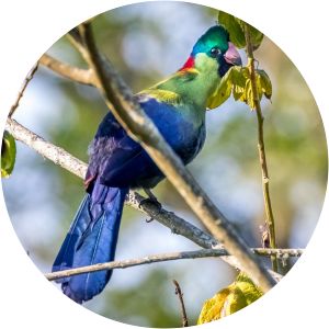 Rwenzori turaco
