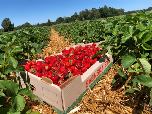 Rydevalds jordgubbar