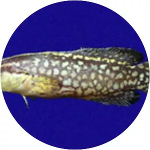 Rypticus nigripinnis - 