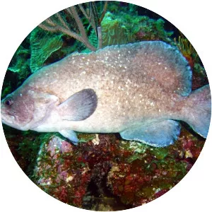 Rypticus saponaceus - 