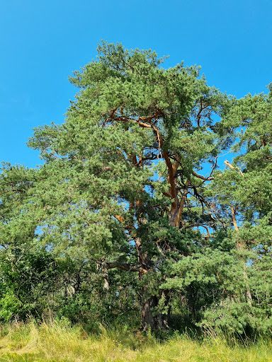 Rysstallen photograph