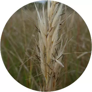 Rytidosperma - Plants