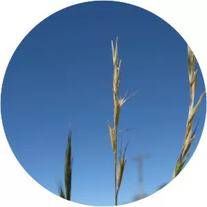 Rytidosperma racemosum - 