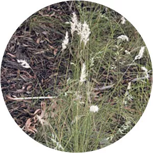 Rytidosperma setaceum