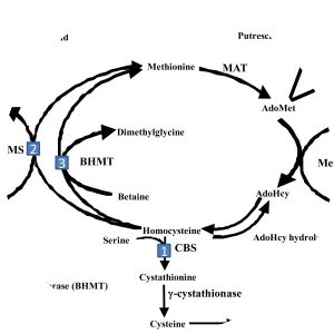 S-adenosylmethionine synthetase enzyme - 
