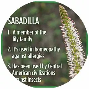 Sabadilla - Plants