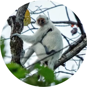Saban grizzled langur - 