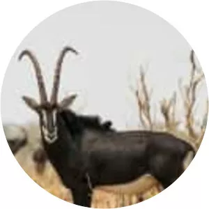 Sable antelope photograph