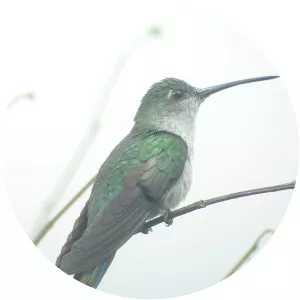 Sabrewing - Bird