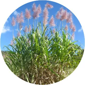 Saccharum officinarum