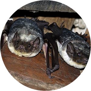 Saccolaimus saccolaimus