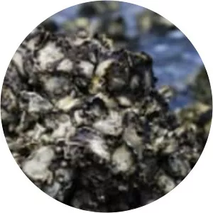 Saccostrea glomerata - Animal