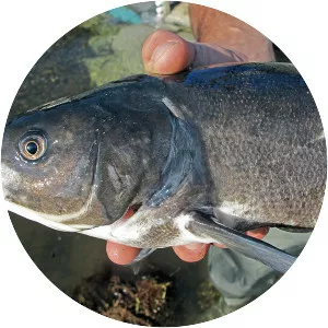 Sacramento blackfish