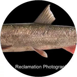 Sacramento pikeminnow