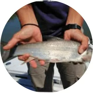 Sacramento splittail