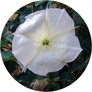 Sacred datura