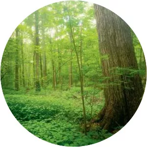 Sacred Grove - Latter Day Saints