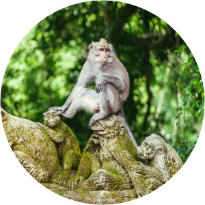 Sacred Monkey Forest Sanctuary