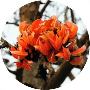 Sacred Tree - Plants